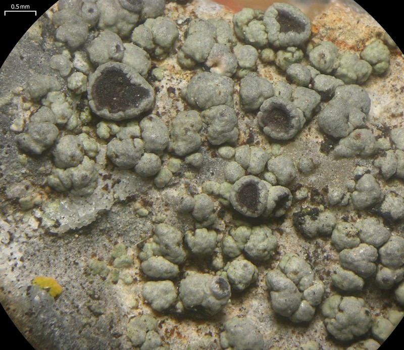 Variegated Orange Lichen photo 7