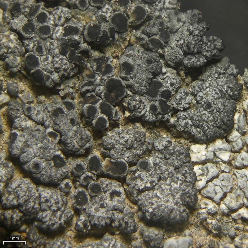 Variegated Orange Lichen photo 8