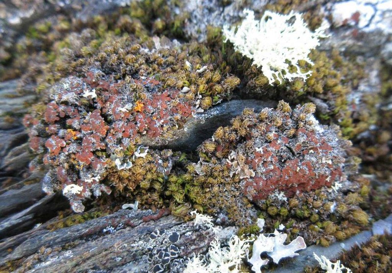 Orange Lichen