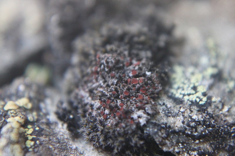 Orange Lichen photo 2