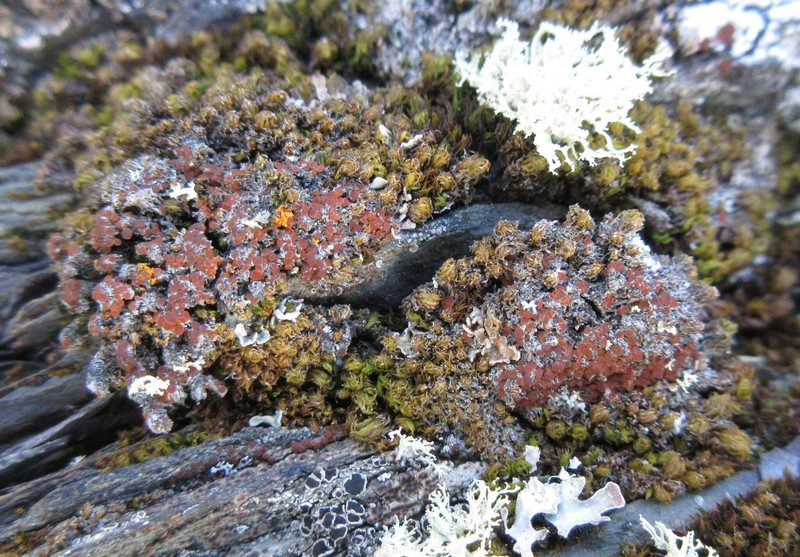 Orange Lichen photo 3
