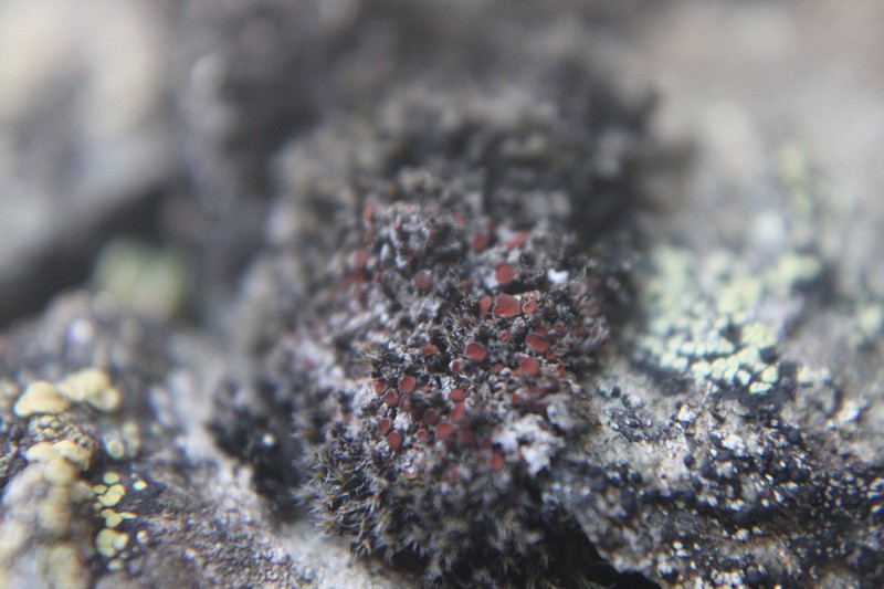 Orange Lichen photo 4