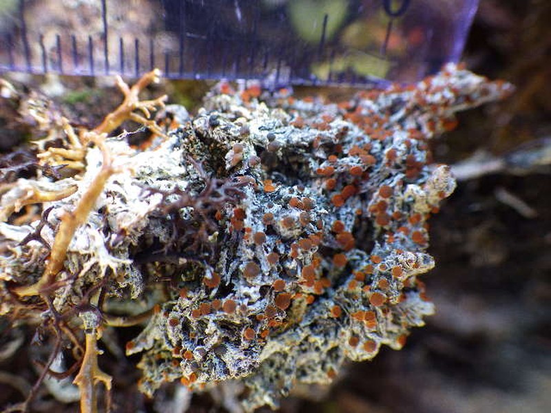 Orange Lichen photo 7