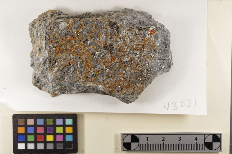 Approximate Orange Lichen photo 3