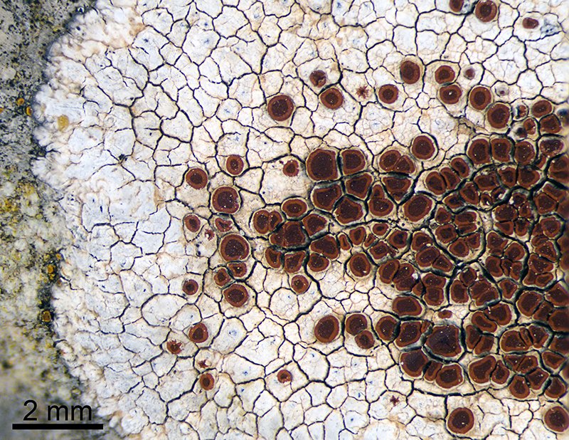 Sandwort Orange Lichen