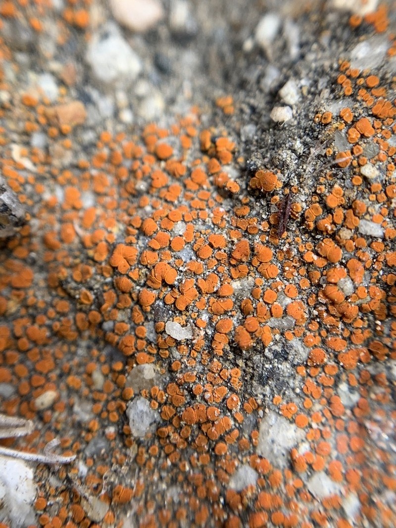 Sandwort Orange Lichen