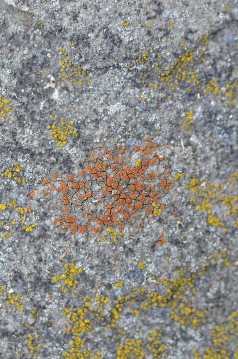 Sandwort Orange Lichen photo 2