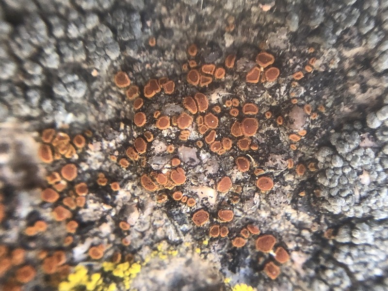 Sandwort Orange Lichen photo 3