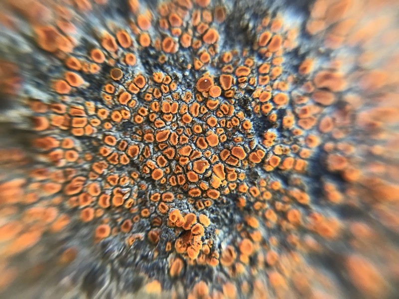 Sandwort Orange Lichen photo 4