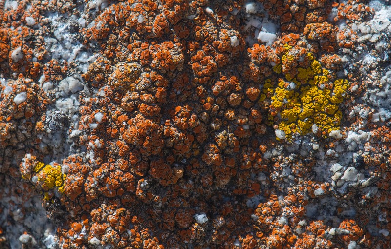 Sandwort Orange Lichen photo 5