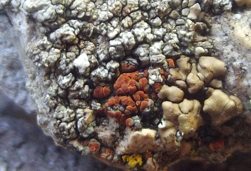 Sandwort Orange Lichen photo 6