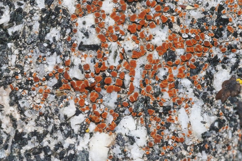 Sandwort Orange Lichen photo 7
