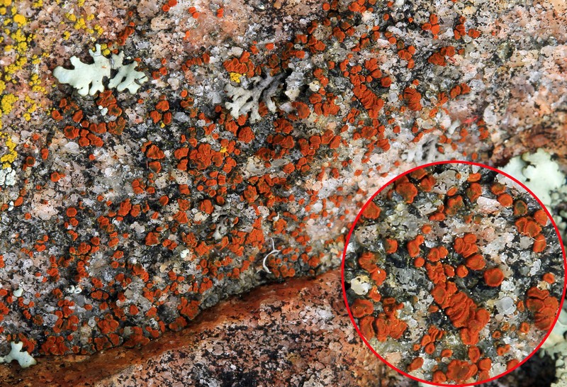 Sandwort Orange Lichen photo 8