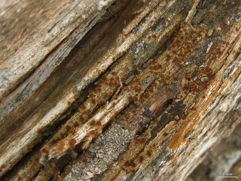 Arizona Orange Lichen