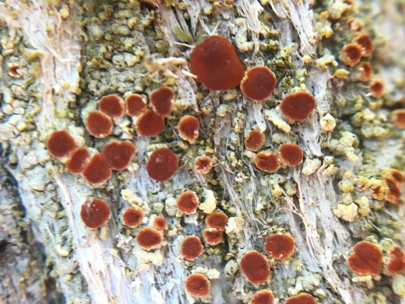 Arizona Orange Lichen
