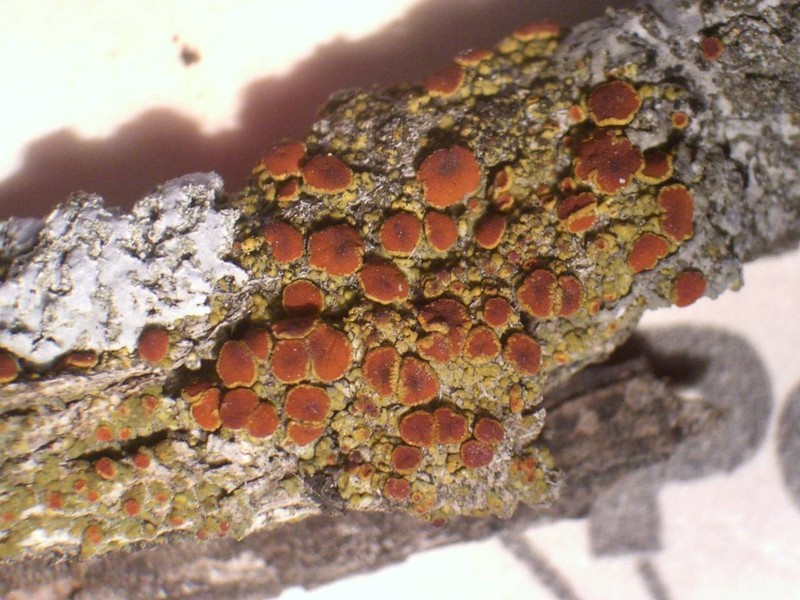 Arizona Orange Lichen photo 2