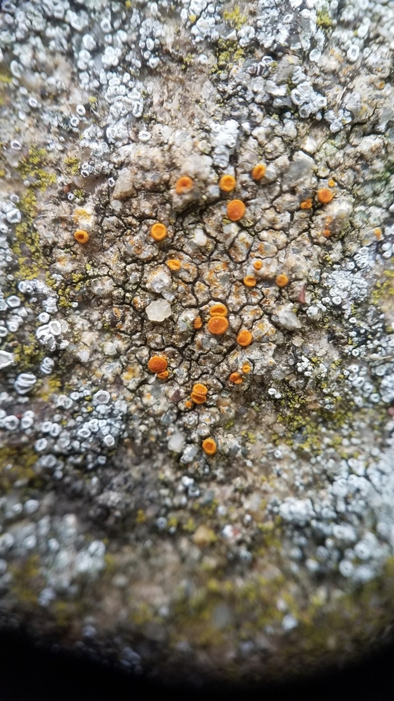 Orange Lichen photo 2
