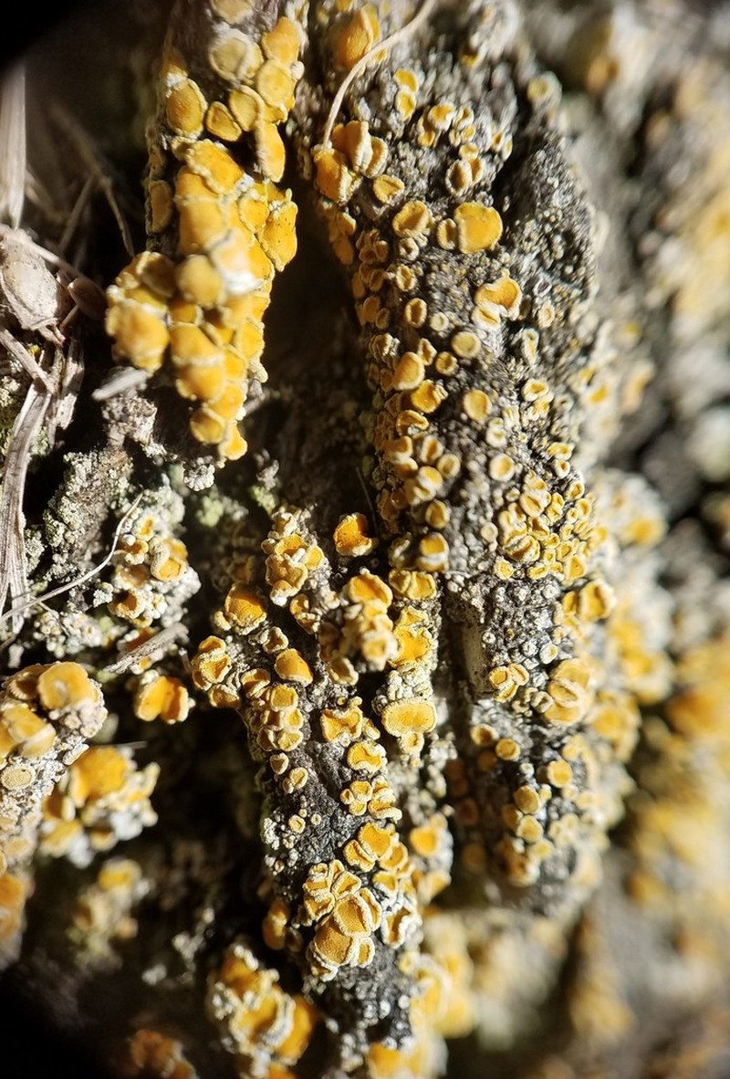 Orange Lichen photo 3