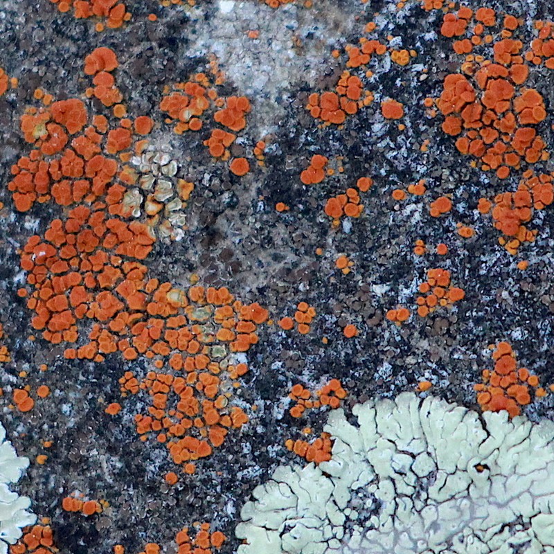 Orange Lichen photo 4