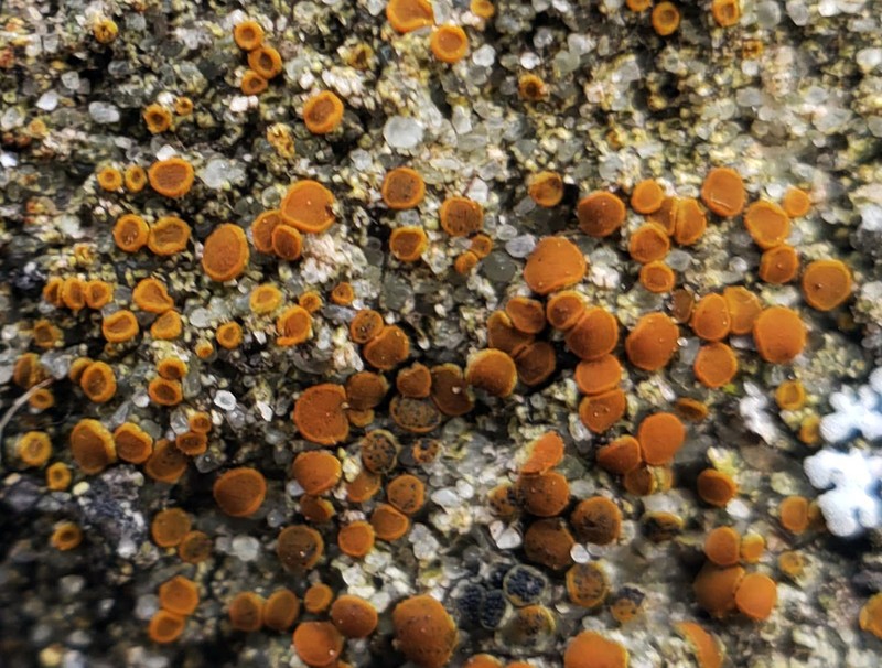 Orange Lichen photo 5