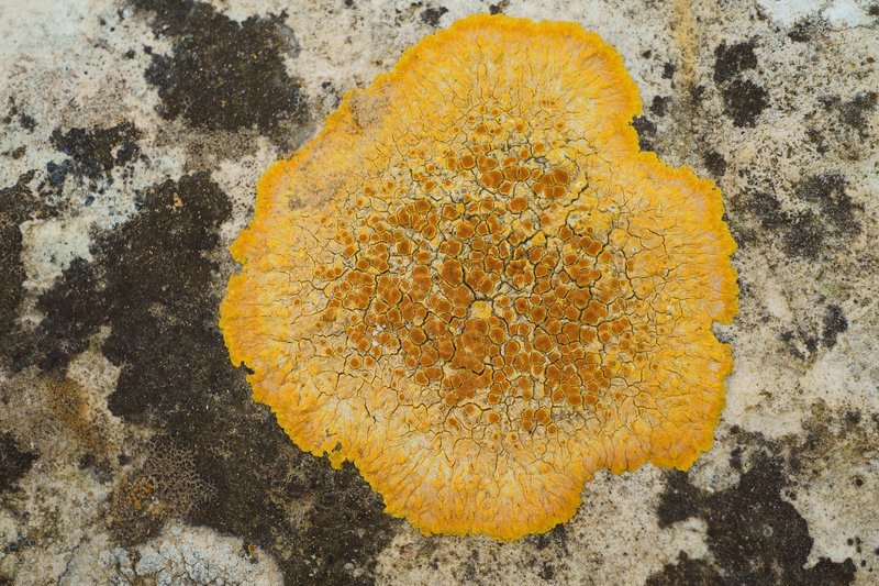 Orange Lichen