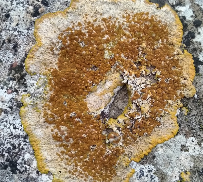 Orange Lichen photo 2