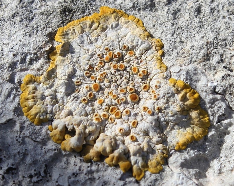 Orange Lichen photo 3