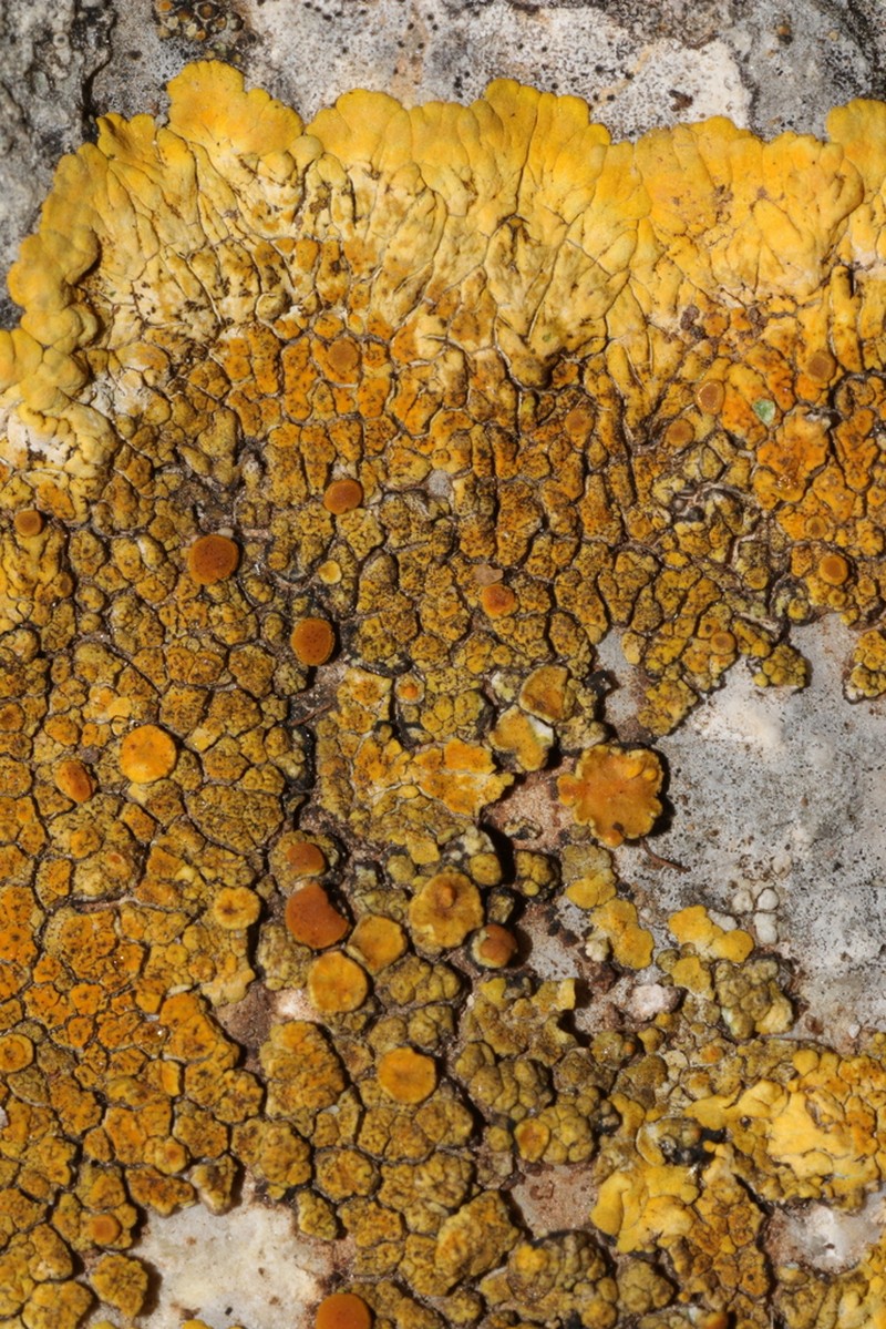 Orange Lichen photo 4