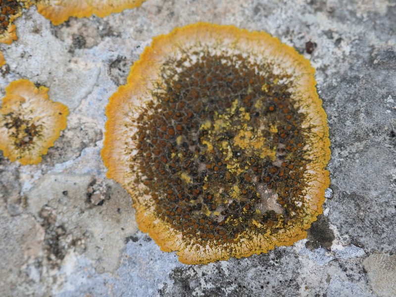 Orange Lichen photo 5