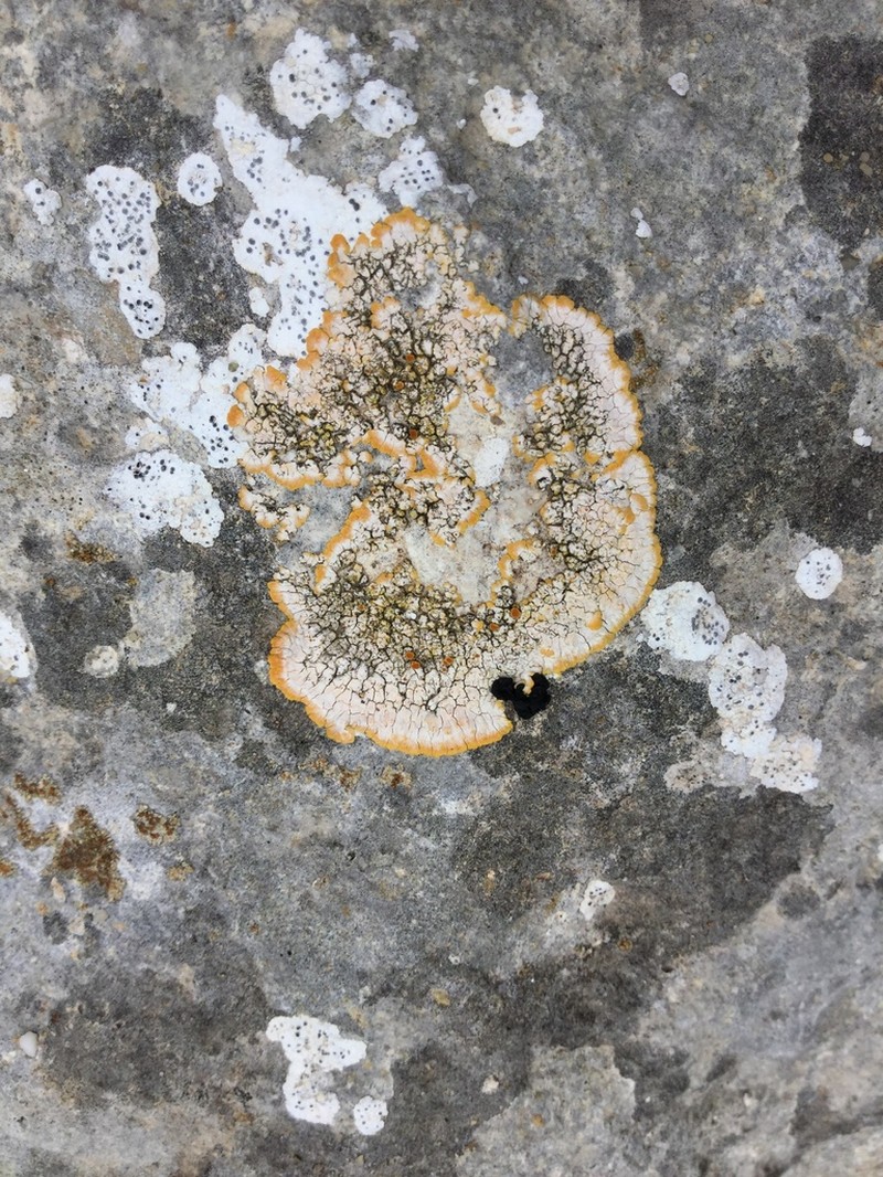 Orange Lichen photo 6
