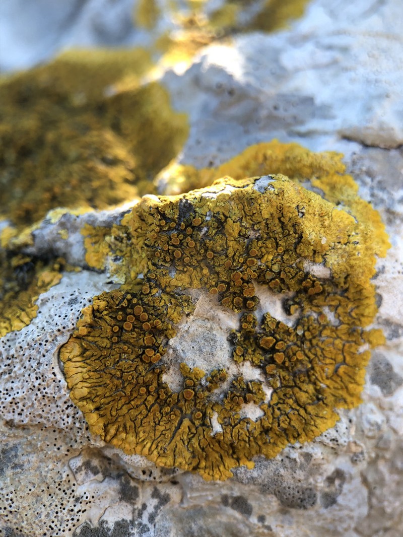 Orange Lichen photo 7
