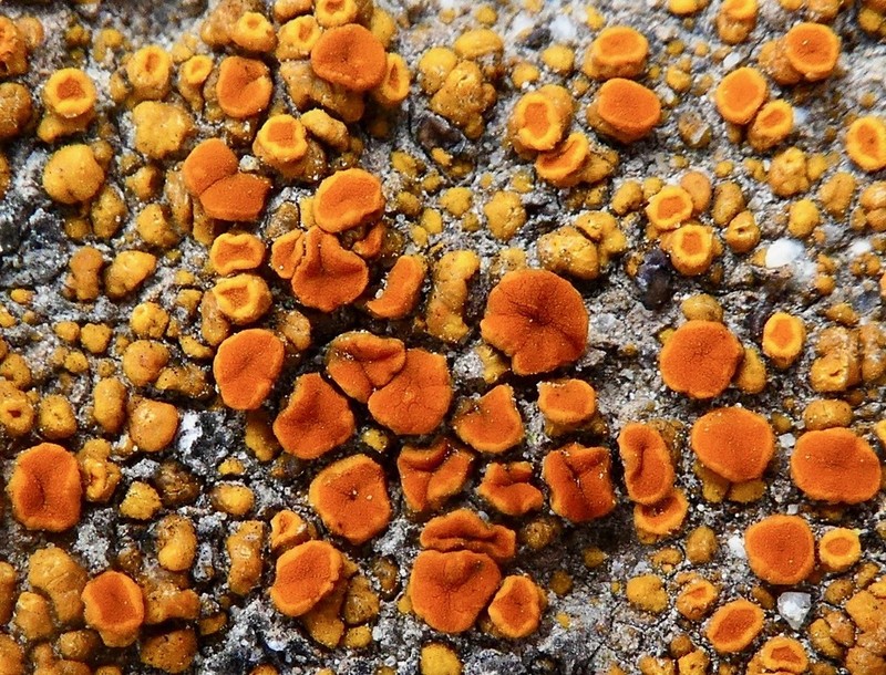 Orange Lichen photo 2