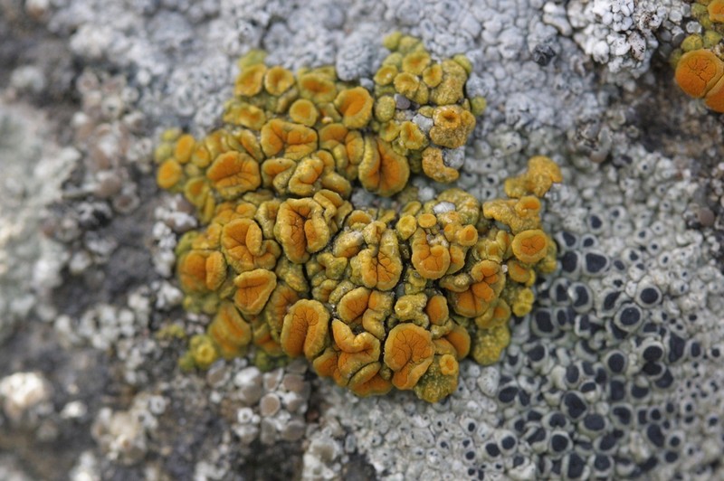 Orange Lichen photo 3