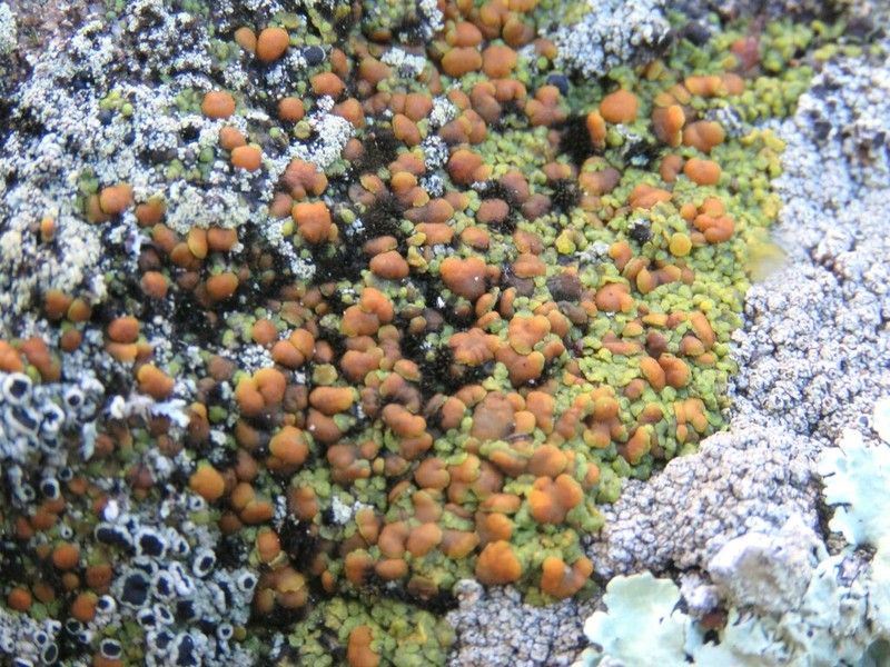 Orange Lichen photo 4