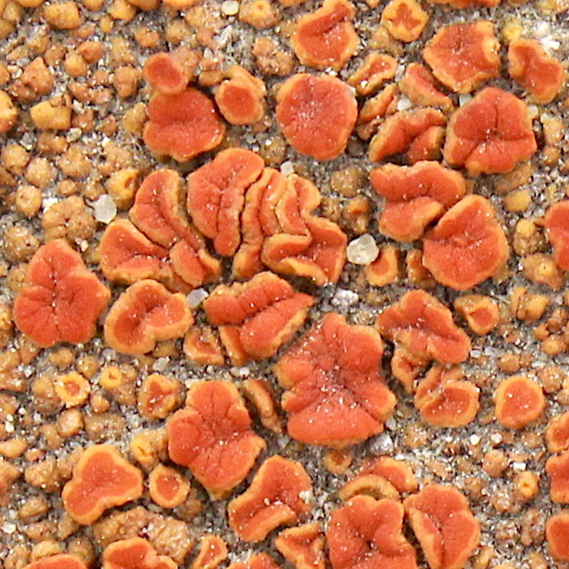Orange Lichen photo 5