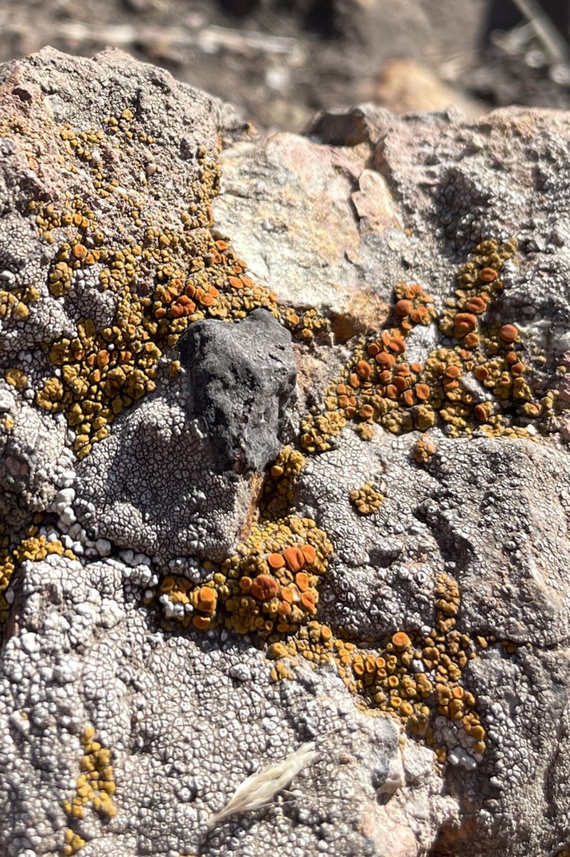 Orange Lichen photo 6