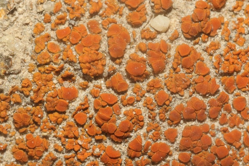 Orange Lichen photo 7
