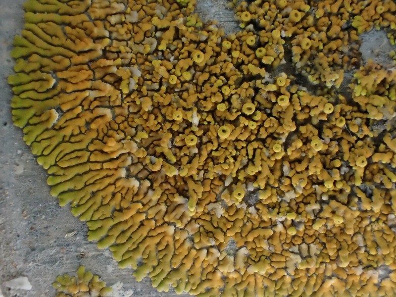 Bratt's Orange Lichen