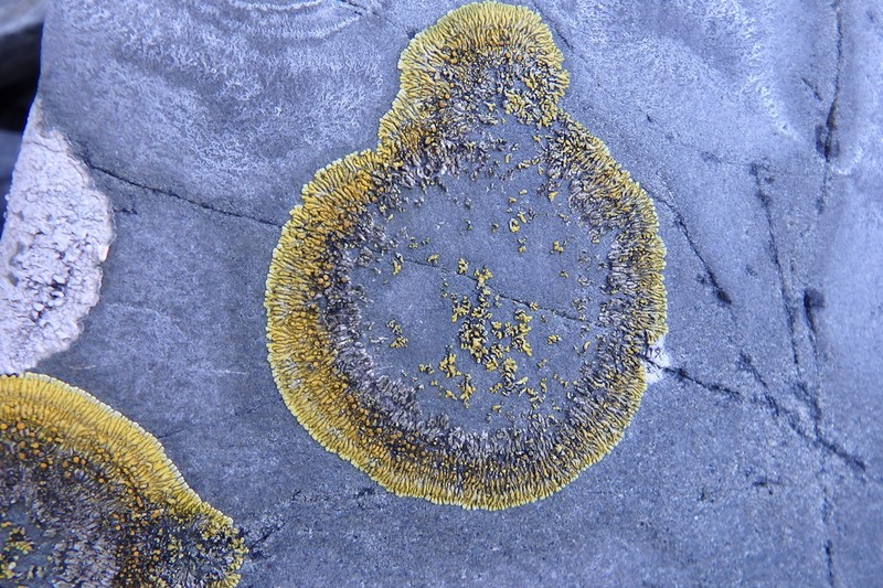 Bratt's Orange Lichen photo 2