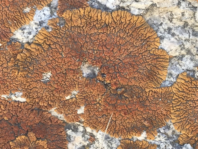 Bratt's Orange Lichen photo 3