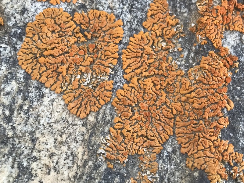 Bratt's Orange Lichen photo 4