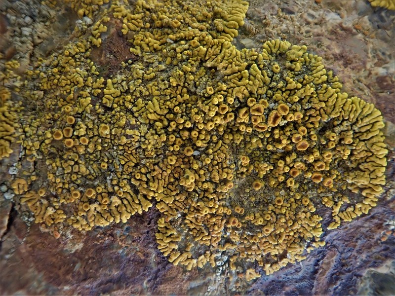 Bratt's Orange Lichen photo 5