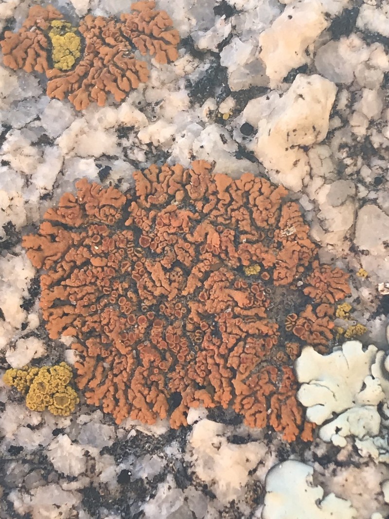 Bratt's Orange Lichen photo 6