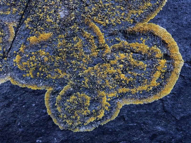 Bratt's Orange Lichen photo 7