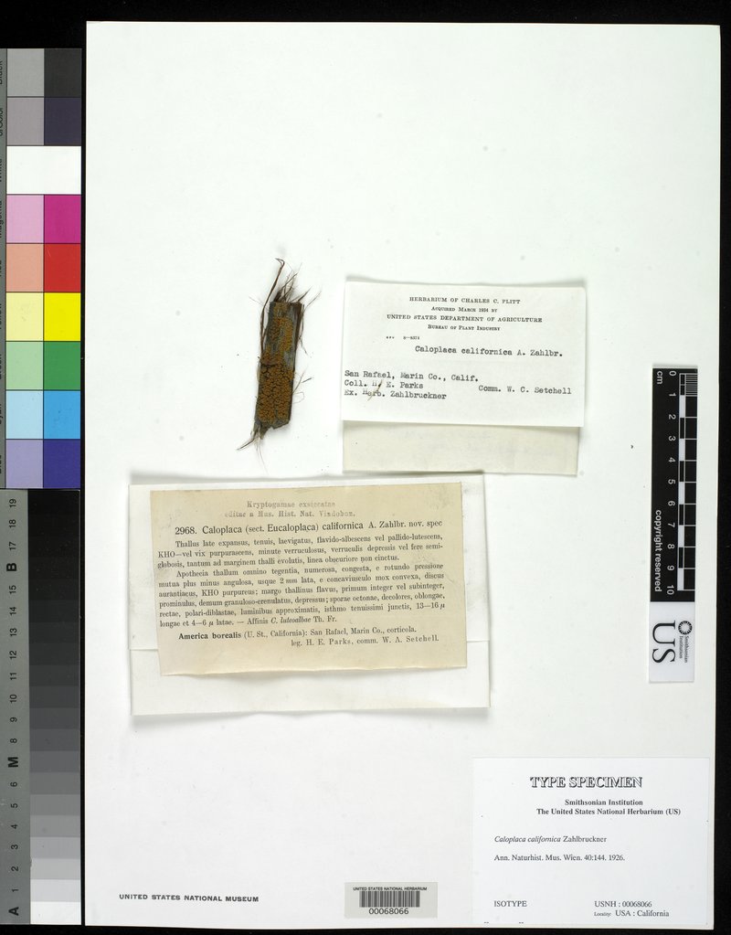 California Orange Lichen