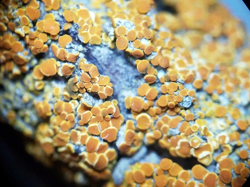 California Orange Lichen