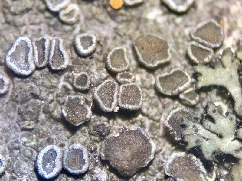 Orange Lichen