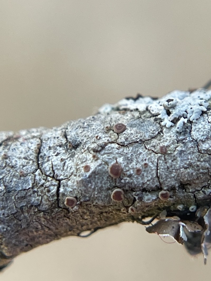 Orange Lichen photo 2
