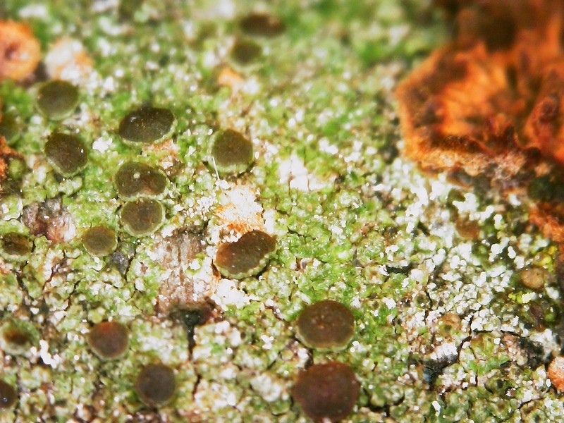 Orange Lichen photo 3