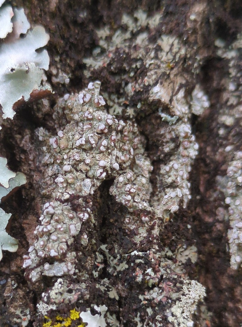 Orange Lichen photo 4